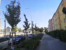 Revitalizace stromořadí v ulici Na Vápence